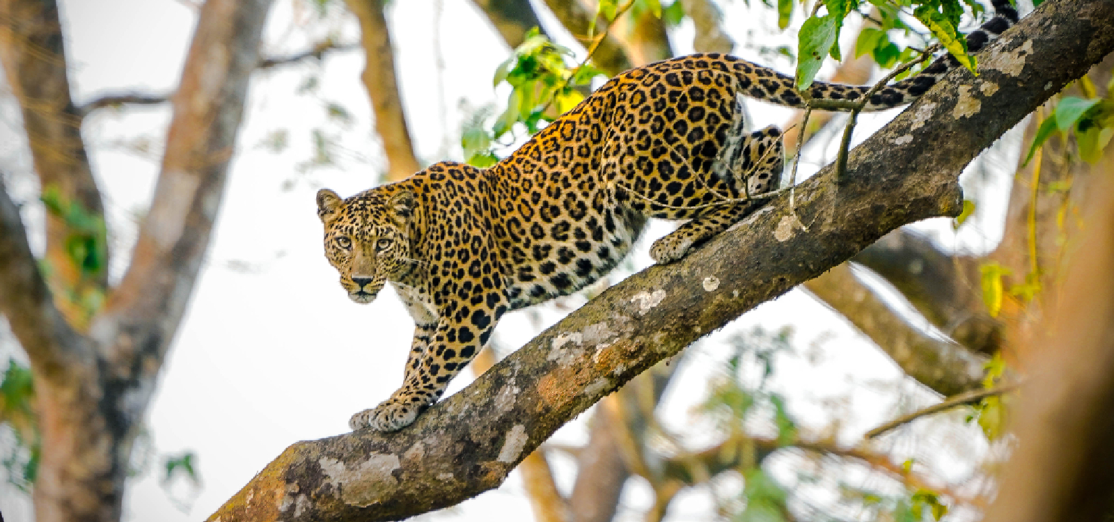 6 Nights 7 Days (Deluxe) Package